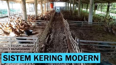 Cara Membuat Kandang Bebek Petelur Sistem Kering