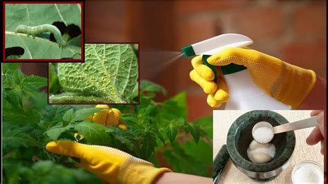 Cara Membuat Pestisida Organik, Lebih Sehat dan Alami