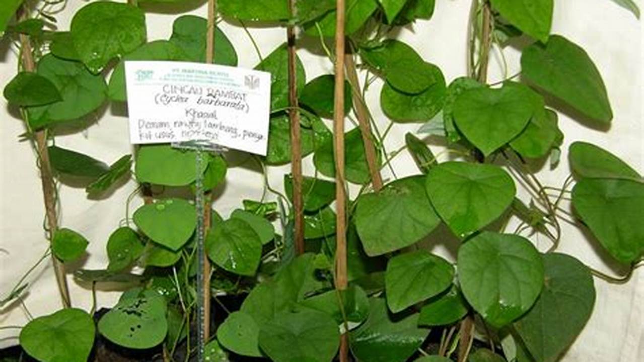 Cara Membuat Ramuan Herbal Dari Tanaman Daun Cincau