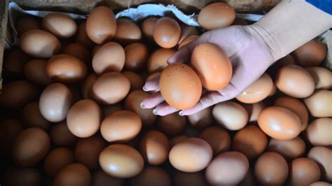Cara Memulai Bisnis Telur Ayam untuk Pemula dengan Sukses