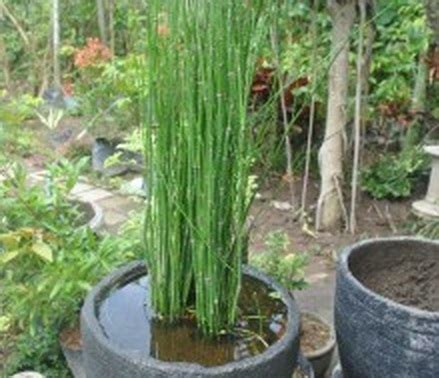 3 Cara Menanam Bunga Bambu Air dengan Berbagai Media