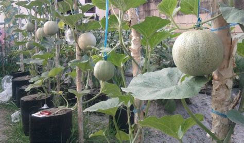 Cara Menanam Melon di Halaman Rumah