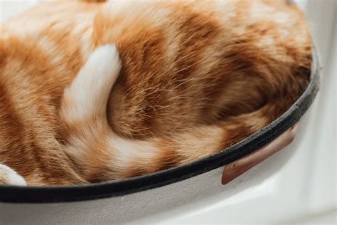 Kucing Cirit Birit & Cara Merawat Tanpa Makan Ubat (Anak)