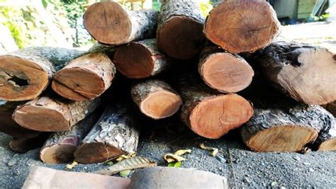Using Stigi Wood for Healing