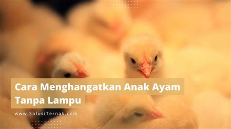 Cara Menghangatkan Anak Ayam Tanpa Lampu