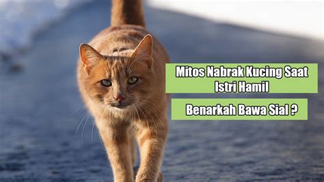 Menabrak Kucing Bikin Sial? Ini Penjelasannya Dalam Islam