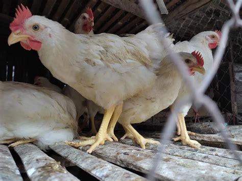 Cara Mengobati Bubul Ayam Dengan Bawang Putih