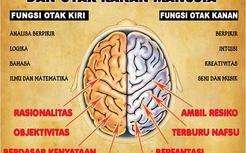 Cara Meningkatkan Fungsi Batang Otak