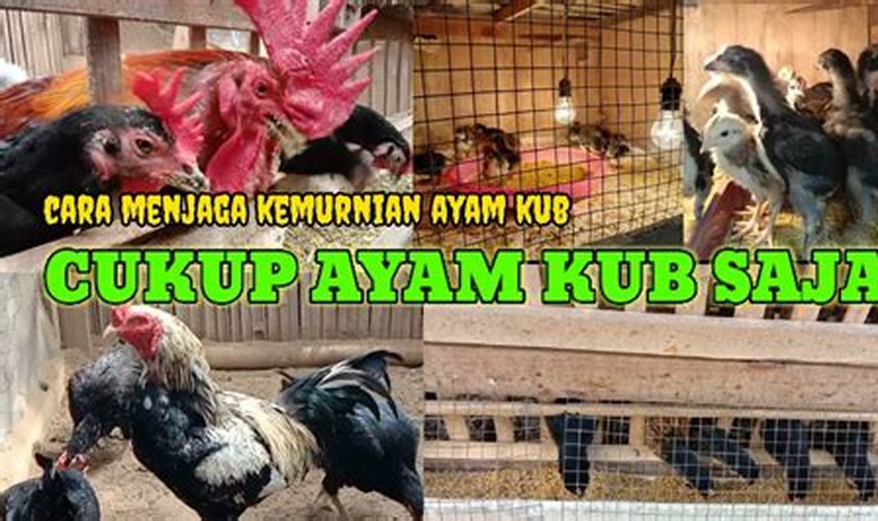 Kupas Tuntas Cara Merawat Ayam KUB, Panduan Lengkap untuk Ayam Hias Kesayangan