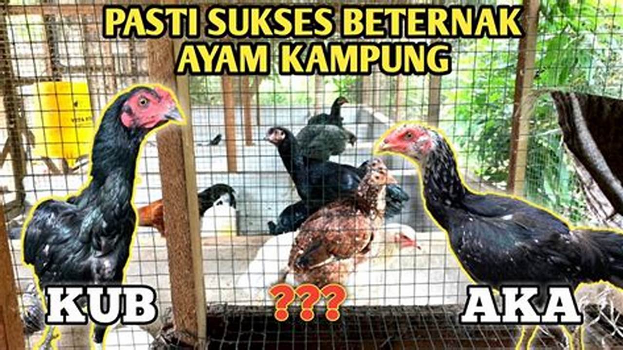 Panduan Lengkap Merawat Ayam Kampung Asli untuk Pemula