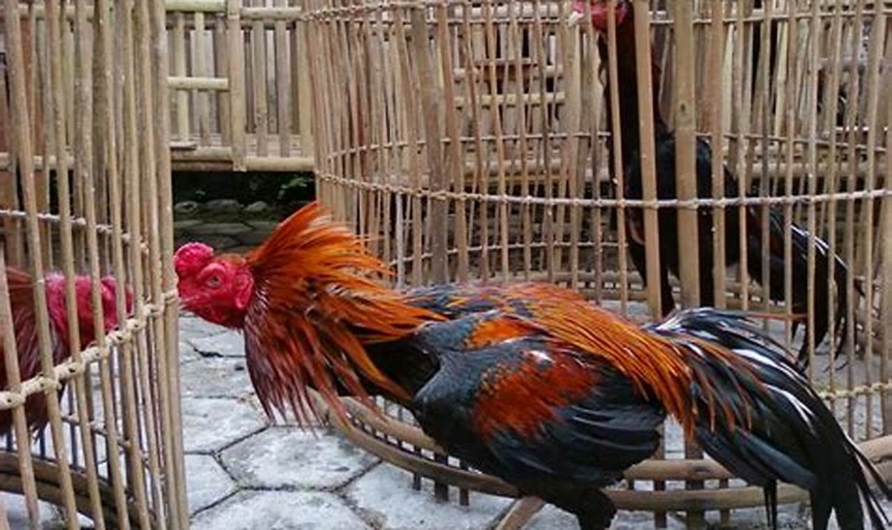 Panduan Lengkap Perawatan Ayam Kampung Super untuk Pemula
