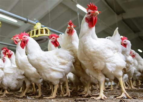 3 Cara Ternak Ayam Potong Pemula yang Penting Diketahui