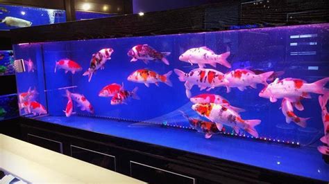 Cara Ternak Ikan Koi di Aquarium