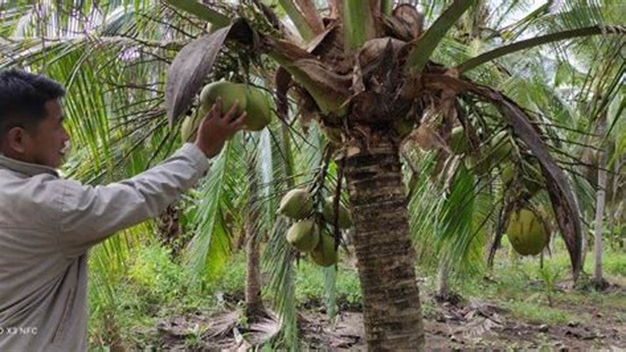 Cara Tumbuhan Menyesuaikan Diri Kelapa;, Pohon