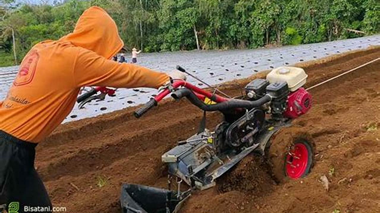 Cara Penggunaan Dan Pengolahan, Tanaman