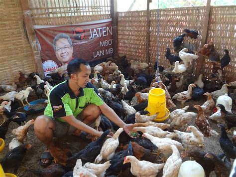 Cara Berternak Ayam Kampung Petelur yang Menguntungkan