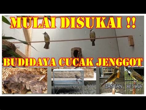 Cara Beternak Burung Cucak Jenggot yang Sukses