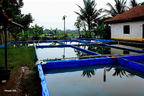 Cara Beternak Ikan Gurame di Kolam Terpal dengan Mudah