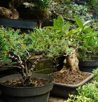 Cara Budidaya Bonsai