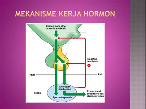 Bagaimana Cara Kerja Sistem Hormon