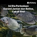 Cara Membedakan Gurami Jantan dan Betina