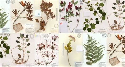 Langkah Mudah Membuat Herbarium dengan Menggunakan Alkohol