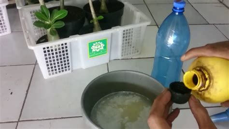 Cara Membuat Pupuk Cair dari Air Cuci Beras Terbukti Efektif