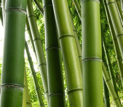 Cara Memilih Bambu yang Baik