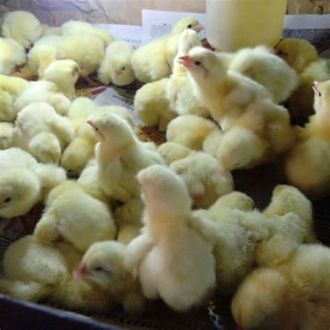 Cara Memilih Bibit Ayam Kecil yang Berkualitas