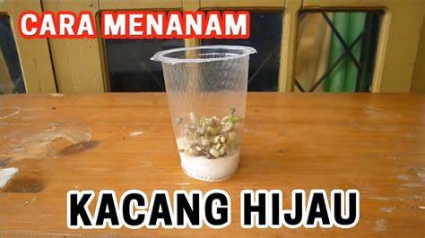 Cara Menanam Kacang Hijau Dalam Aqua Gelas In Indonesia