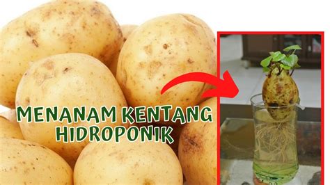 Cara Menanam Kentang
