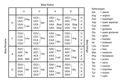 Cara Menentukan Urutan Basa Nitrogen pada Rantai Antisense DNA