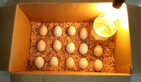 Cara Menetaskan Telur Ayam Dengan Kardus