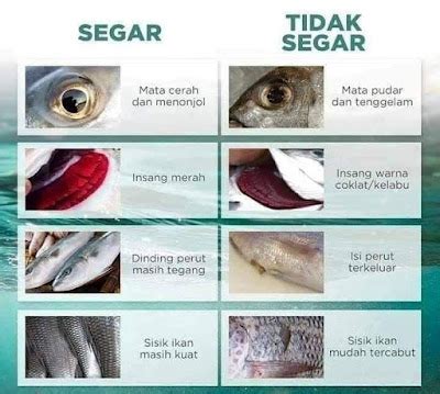 Cara Mengenali Usia Ikan