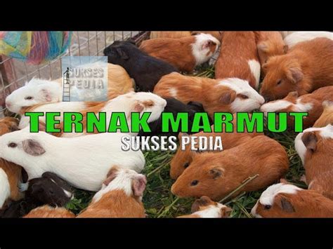 Cara Mengetahui Harga Marmut yang Tepat