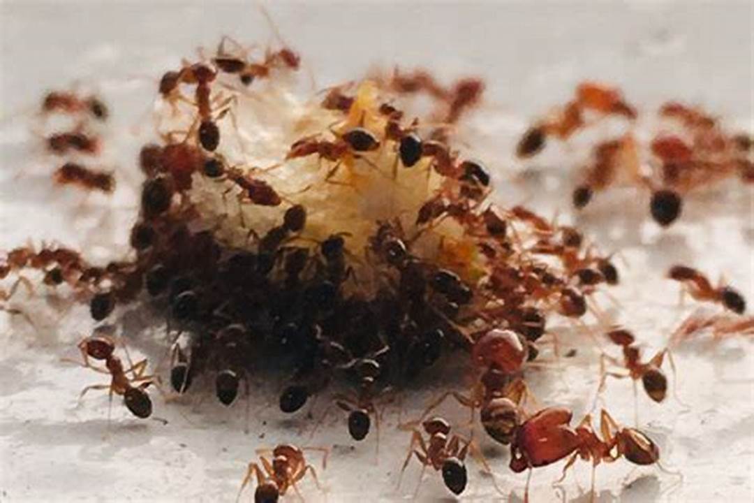 cara mengusir semut dari rumah