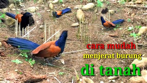 Cara Menjerat Burung