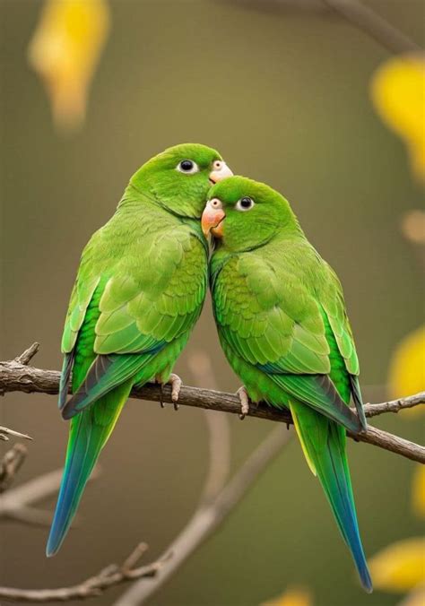 Cara Meracik Pakan Lovebird