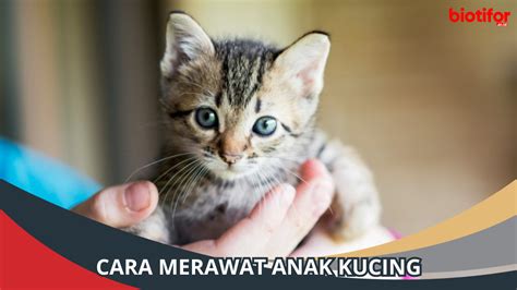 Cara Merawat Anak Kucing