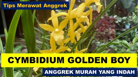 Cara Merawat Anggrek Golden Boy