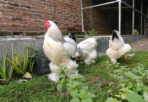 Cara Merawat Ayam Brahma