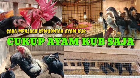 Cara Merawat Ayam KUB