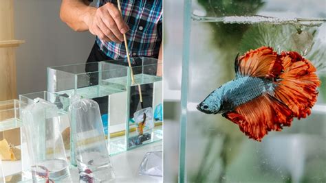 Cara Merawat Ikan Cupang