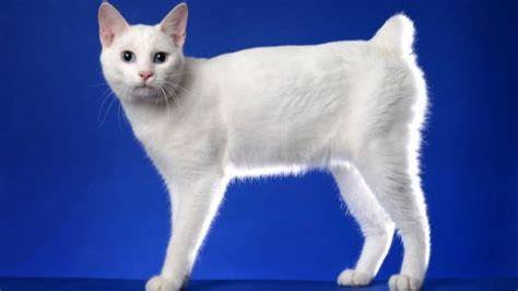 Merawat kucing gaya Jepang