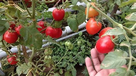 Cara Merawat Tanaman Tomat di Pot