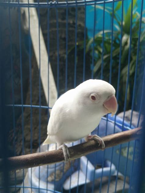 Cara Setting Lovebird Paruh Putih