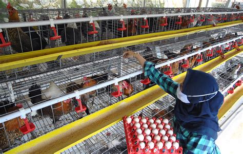Cara Ternak Ayam Kampung Petelur yang Sukses