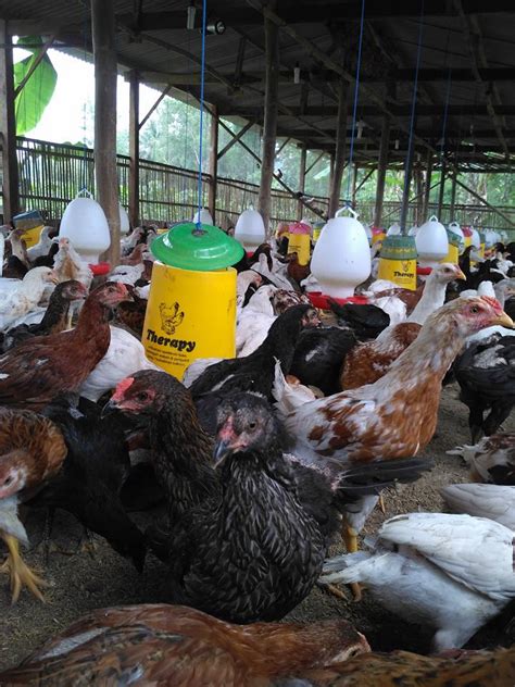 Cara Ternak Ayam Kampung yang Mudah dan Menguntungkan