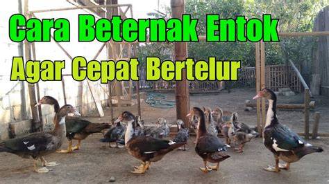 Cara Ternak Entok