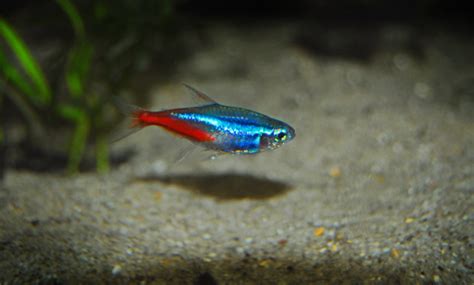Cara Ternak Ikan Neon di Aquarium in Indonesia